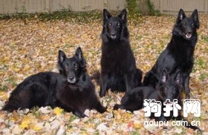 馬地犬檔案- 馬地犬價格|圖片|飼養方法|體態特征|智商