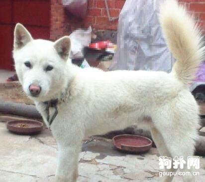 韓國金刀犬標準- 韓國金刀犬價格、智商及飼養方法