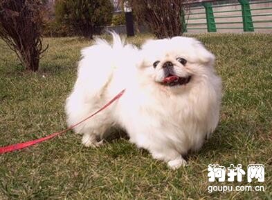 北京犬百科- 北京犬性格及外貌特征