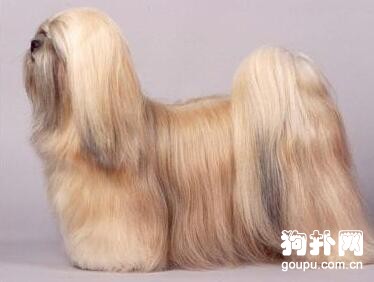 拉薩犬標準- 純種拉薩犬圖片及特征簡介