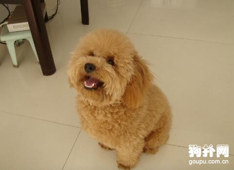 哪種小型犬好養，價格也不貴