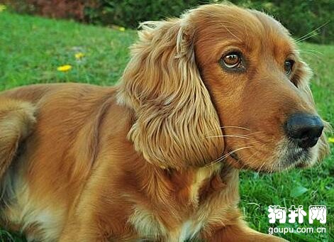可卡犬適不適合家庭飼養？