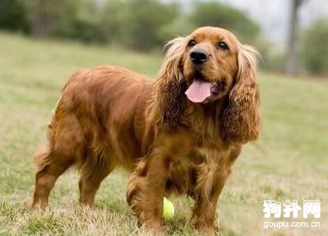 可卡犬適不適合家庭飼養？