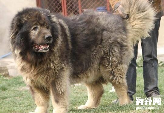 世界4大巨型犬