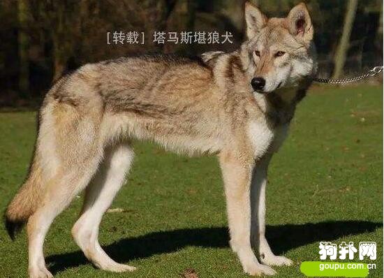 長相比哈士奇更像狼的4種狗