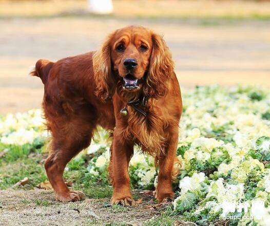 田野小獵犬怎么看純不純,教你挑選田野小獵犬的技巧