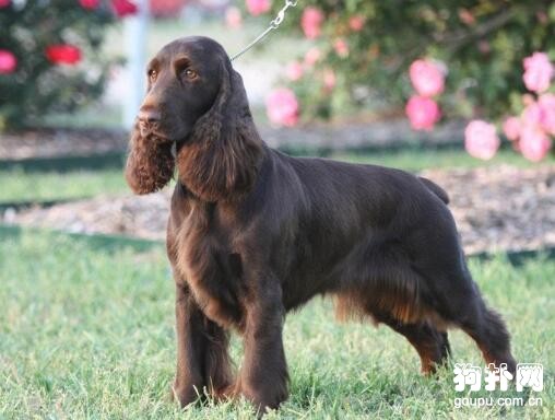 田野小獵犬怎么看純不純,教你挑選田野小獵犬的技巧