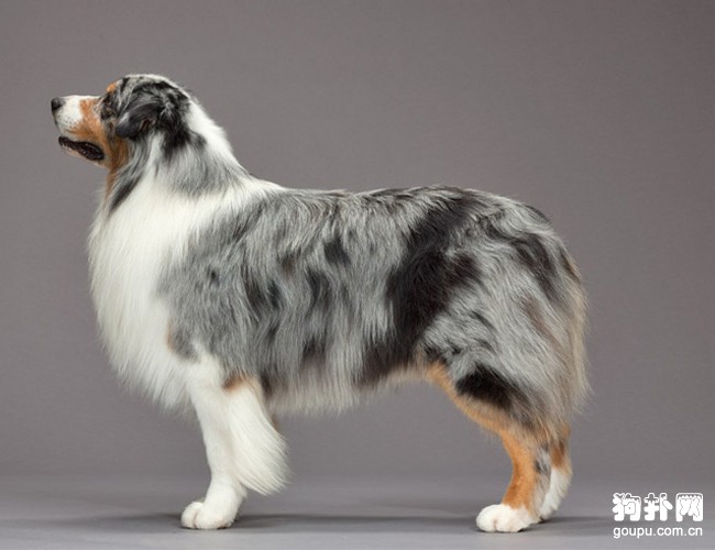 澳大利亞牧羊犬挑選,教你挑選純種澳牧的技巧