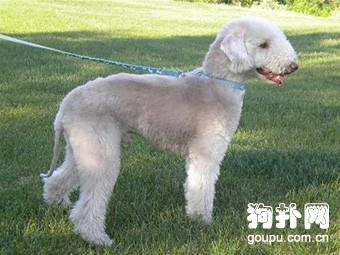 貝林頓梗標準- 教你挑選純種林頓梗的技巧