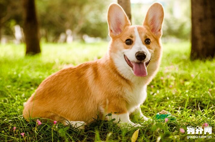 有哪些適合女生養的狗狗，適合女生飼養的7種小型犬