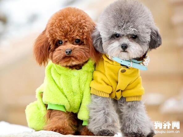 有哪些適合女生養的狗狗，適合女生飼養的7種小型犬