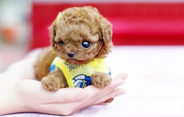 有哪些適合女生養的狗狗，適合女生飼養的7種小型犬