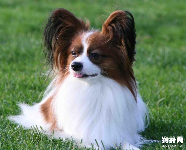 有哪些適合女生養的狗狗，適合女生飼養的7種小型犬