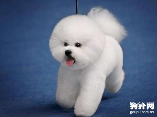 最適宜家養的小型萌犬