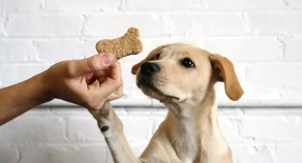 用小零食訓犬并不是對全部小狗都合理，找準小狗愛好，訓煉高效率才會高
