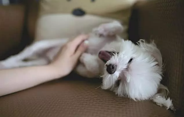 用小零食訓犬并不是對全部小狗都合理，找準小狗愛好，訓煉高效率才會高