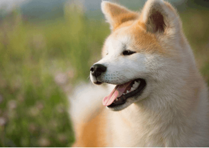 測量<a href=/zhonglei/gou/ target=_blank class=infotextkey>狗</a>體重時的四個要點