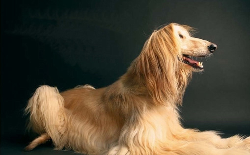 為什么不建議給阿富汗犬吃糖塊