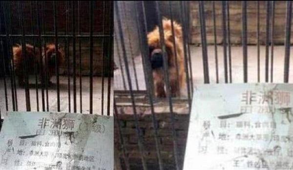 動物園里以狗充狼 網友直呼：能不能不要再欺騙我們的感情了