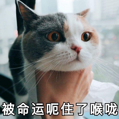 這些寵物用品只有你想不到 沒有人家做不到的 有錢人的生活我不懂
