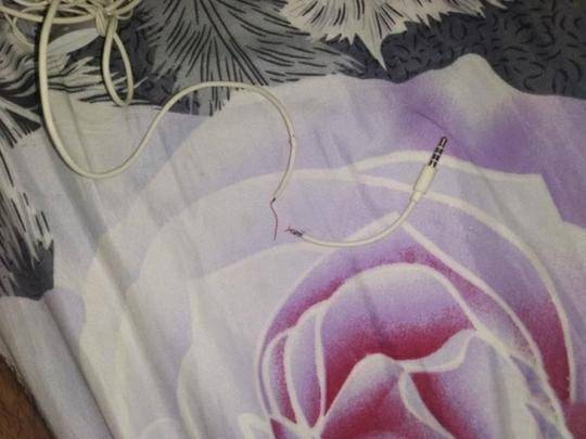 小貓咬壞主人耳機卻賠給主人一條小蛇 驚呆了