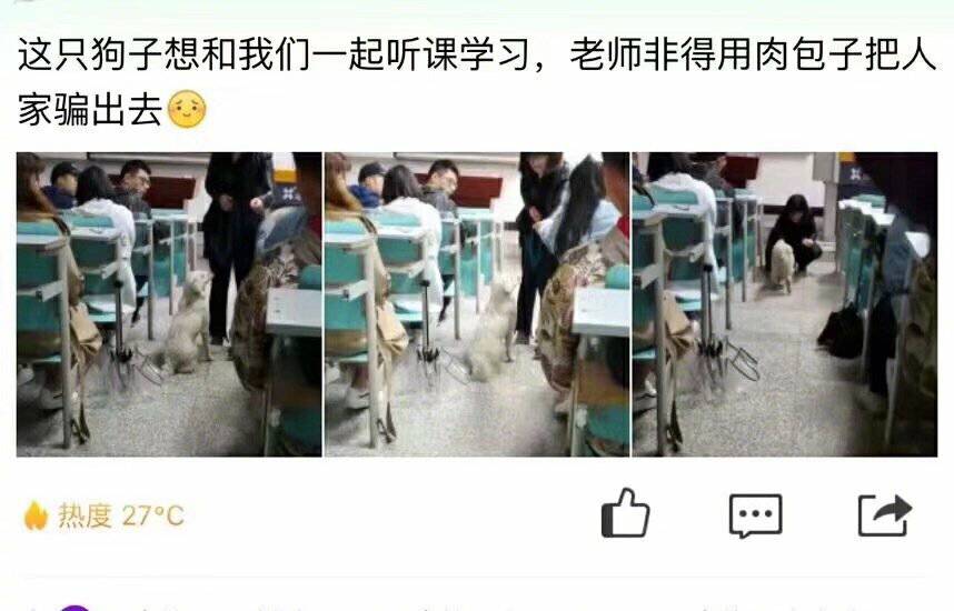 各大名校的“校寵”們 馬上高考的你們有沒有你心儀的學校類
