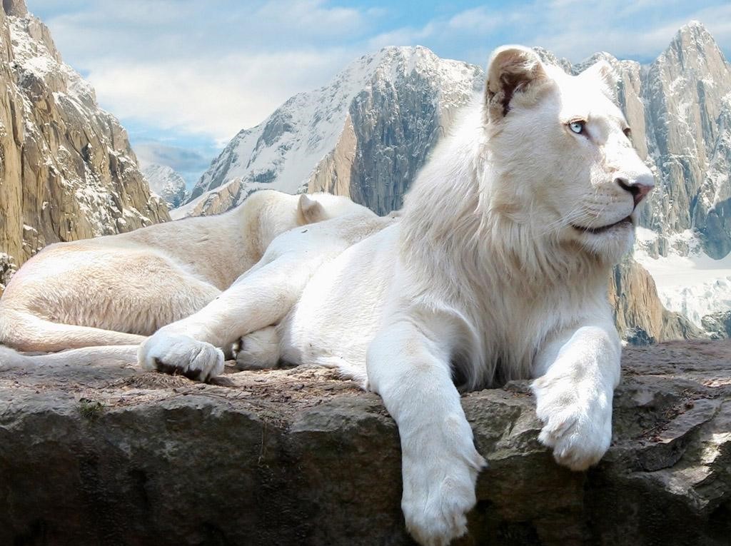 如果你找到這些生物那你就發達了！10種地球上最貴的動物（上）