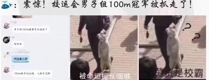 各大名校的“校寵”們 馬上高考的你們有沒有你心儀的學校類