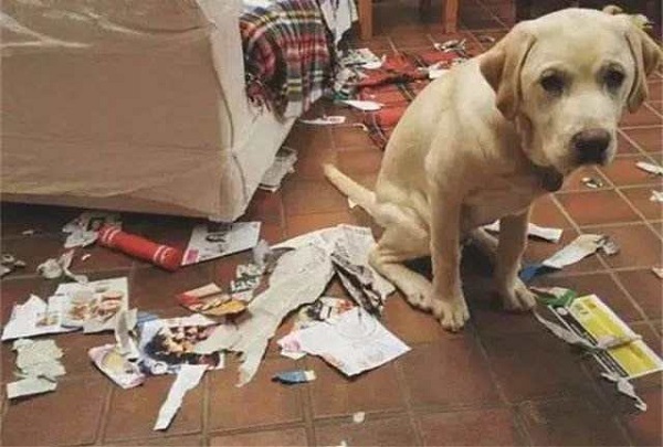 科普：解讀狗狗6大行為 主人以后不會再沒面子了
