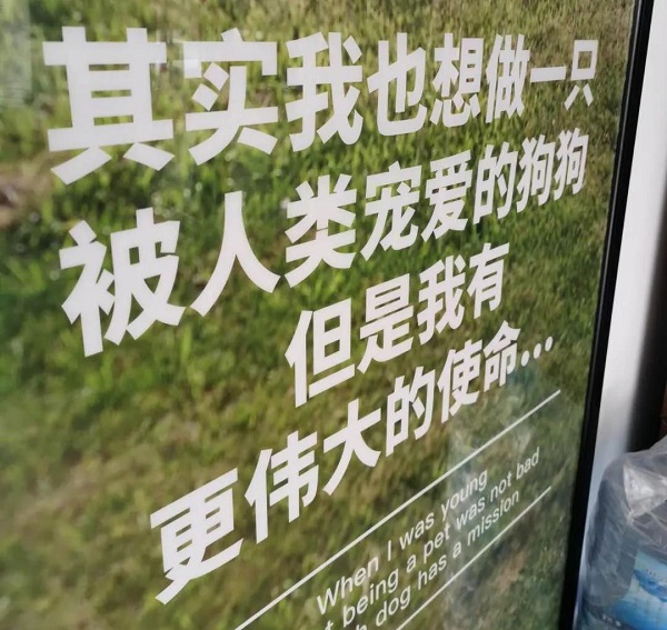 導盲犬：其實我也想做一只被人類寵愛的狗狗 但是我有更偉大的使命