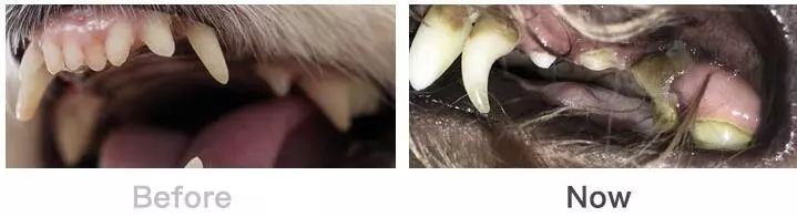 醇粹狗糧怎么樣？如何讓老齡犬更長壽？