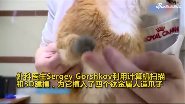 因變殘疾而被主人拋棄 還好現在的高科技又使它們“重獲新生”