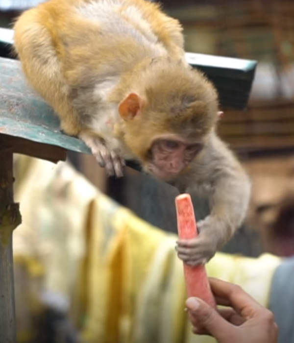動物的友誼不分種族！ 超暖心虎斑貓主動照顧受傷小猴