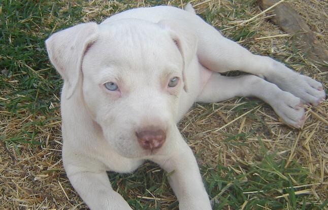 白化犬是什么樣子的？ 下面幾個關于白化犬的有趣事實