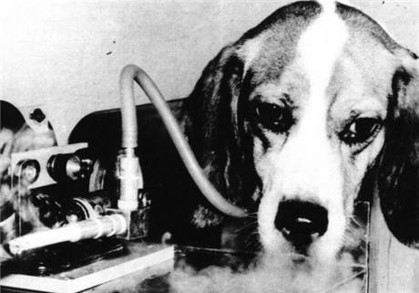 米格魯獵犬被迫日吸30根煙直到死亡 原來香煙是這樣來的