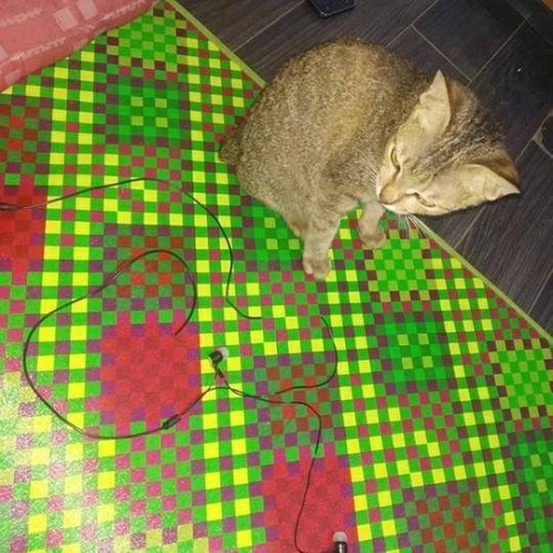 小貓咬壞主人耳機卻賠給主人一條小蛇 驚呆了