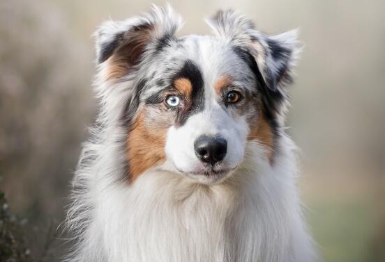 狗狗也會缺乏牛磺酸？ 犬類缺乏牛磺酸癥狀與治療方法