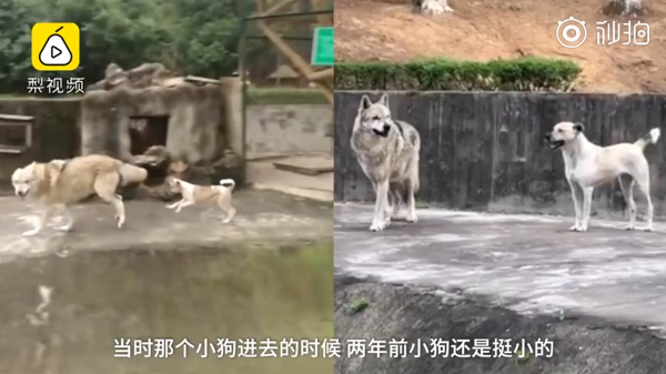 動物園里以狗充狼 網友直呼：能不能不要再欺騙我們的感情了