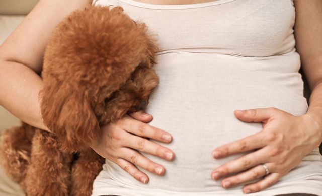 懷孕就把寵物送走？飼養寵物會影響孕婦和胎兒？真正影響的不是寵物而是這些