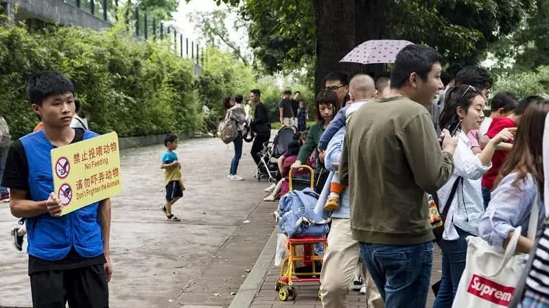 游客每天狂喂100公斤食物 遼寧動物園棕熊慘遭拉肚子