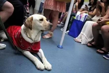 導盲犬：其實我也想做一只被人類寵愛的狗狗 但是我有更偉大的使命