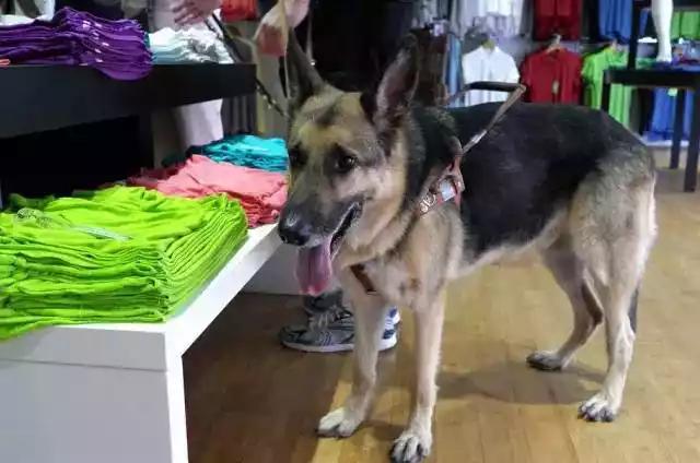 導盲犬：其實我也想做一只被人類寵愛的狗狗 但是我有更偉大的使命