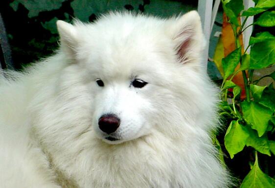 狗狗也會缺乏牛磺酸？ 犬類缺乏牛磺酸癥狀與治療方法