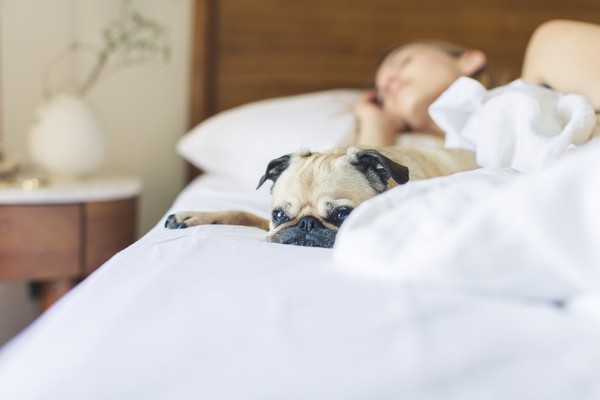 研究顯示：女生和狗狗一起睡 睡眠質量會更高 貓奴看到結果后 只能羨慕