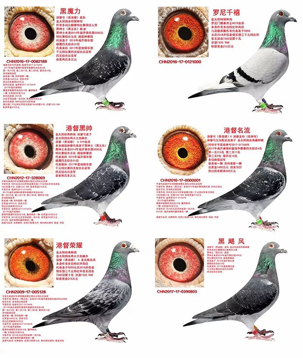 【最強攻略】年度萌寵狂歡精彩來襲~CPF武漢展海陸空萌寵齊聚，你想知道的都在這里！