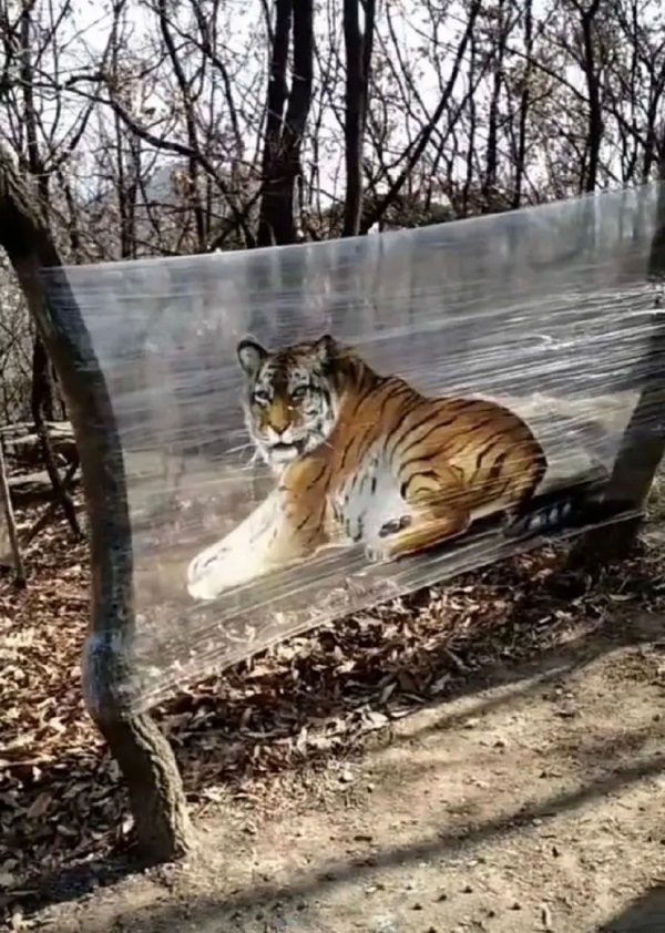 動物園里以狗充狼 網友直呼：能不能不要再欺騙我們的感情了