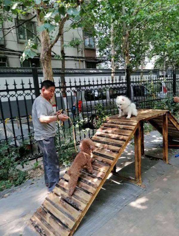 鄭州某小區專門開設了遛狗專區 你對此有什么看法呢？