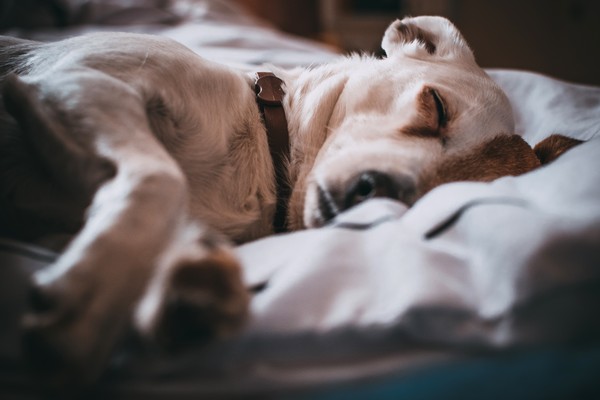 研究顯示：女生和狗狗一起睡 睡眠質量會更高 貓奴看到結果后 只能羨慕