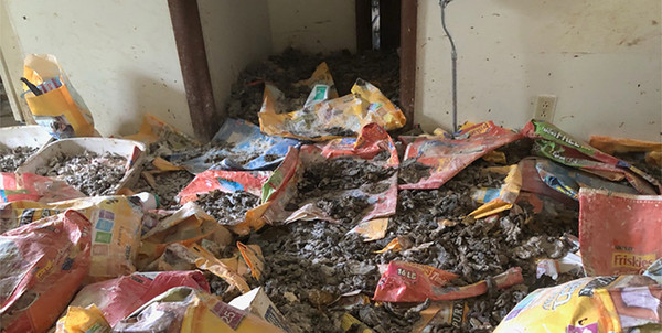200只貓慘遭虐殺 貓死塞爆冰箱 虐貓房間曝光