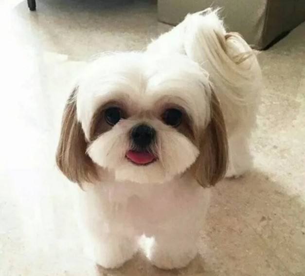 好殘忍 主人立遺囑要求狗狗陪葬 6歲西施犬被強制安樂死火化